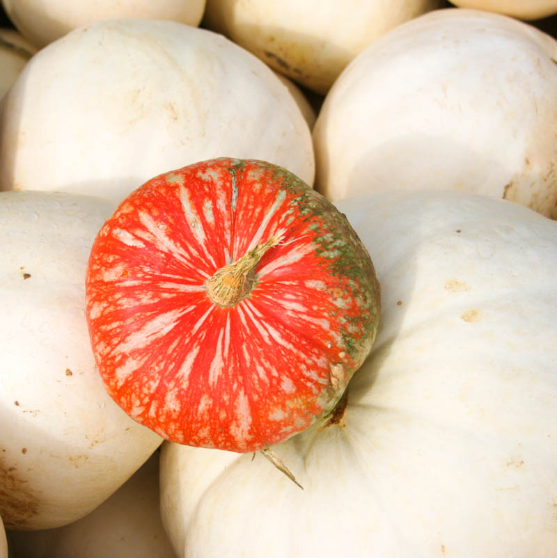 Heirloom Pumpkins