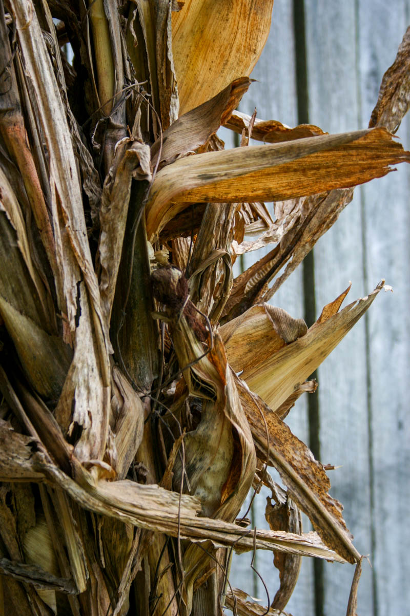 Corn Stalk Bundles