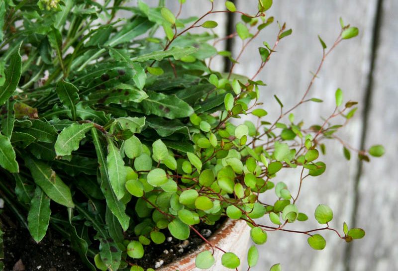 Container Gardening