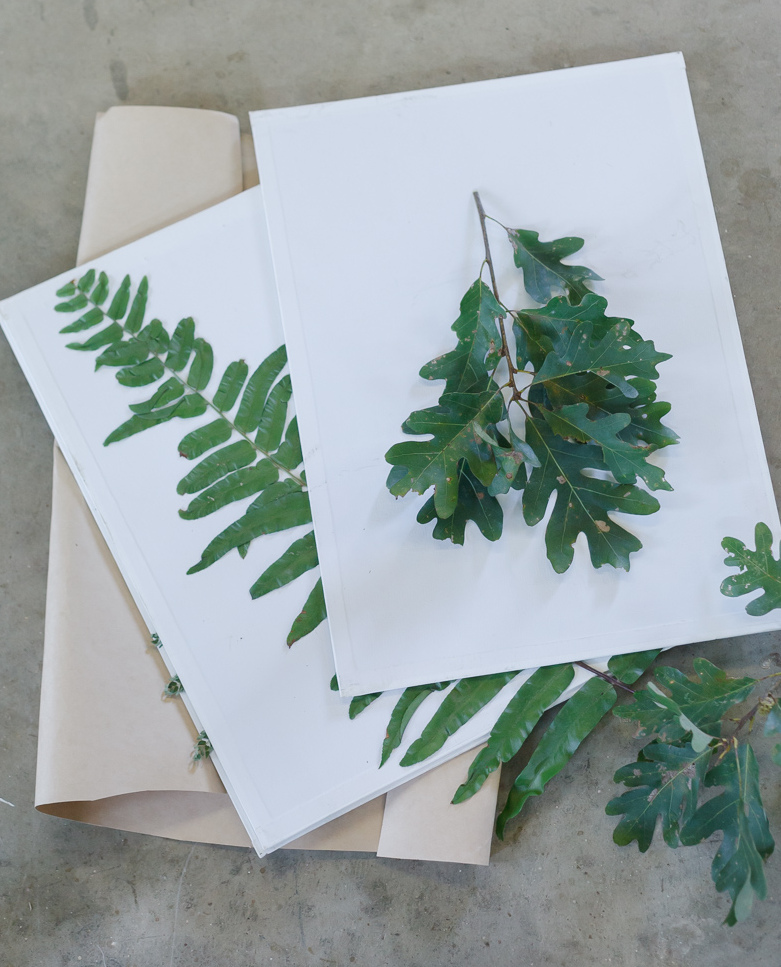 Pressed Leaf Shadow Boxes