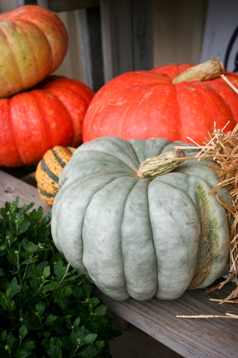 Heirloom Pumpkins