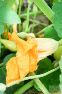 Honey-Brie Squash Blossoms