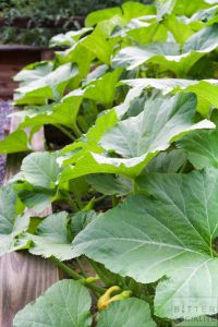 Honey-Brie Squash Blossoms