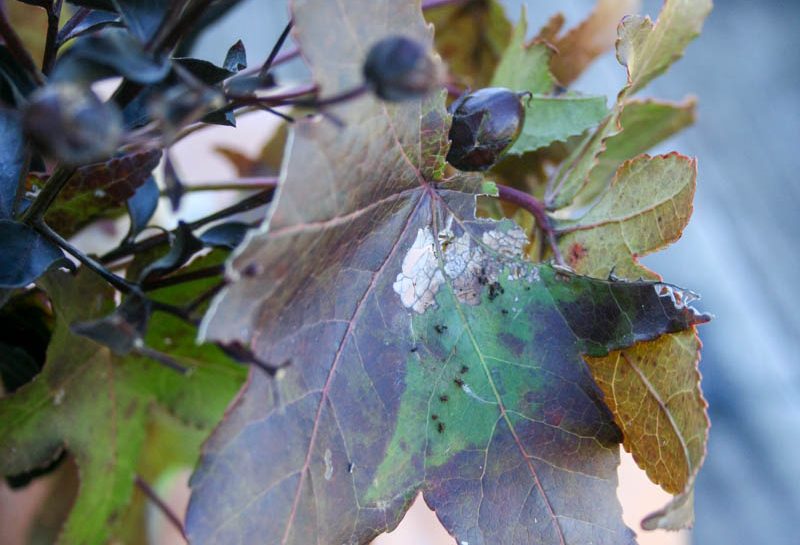 Foliage Arrangement