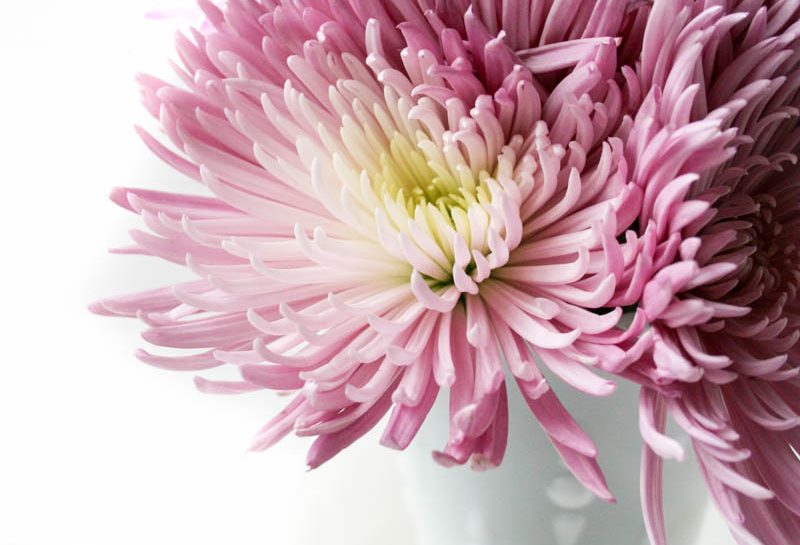 Chrysanthemums